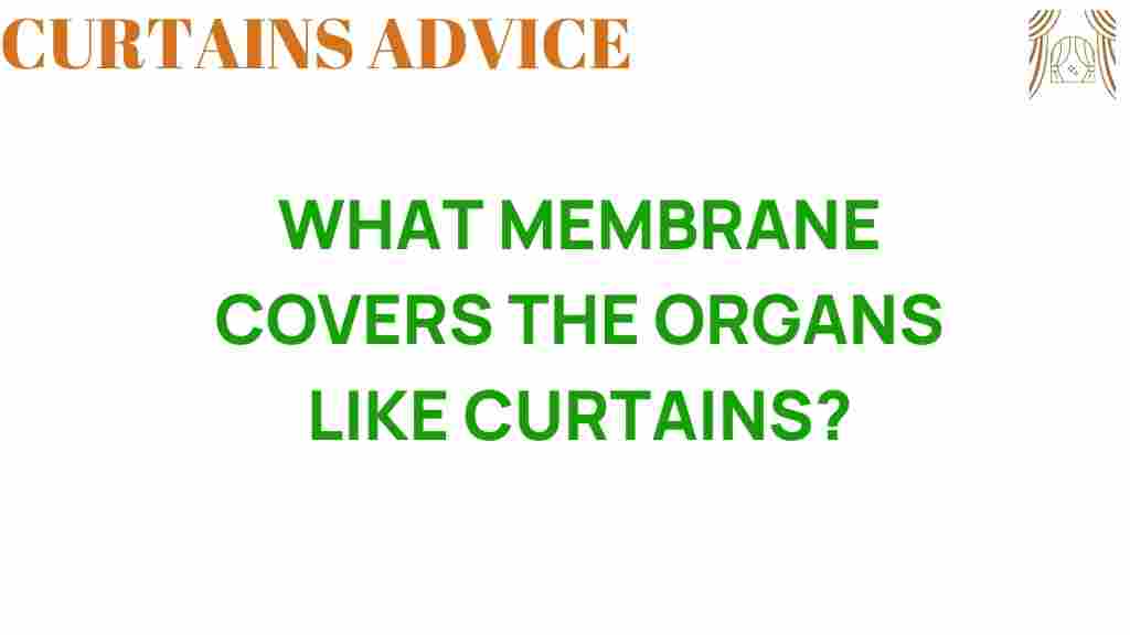 what-membrane-covers-our-organs-like-curtains