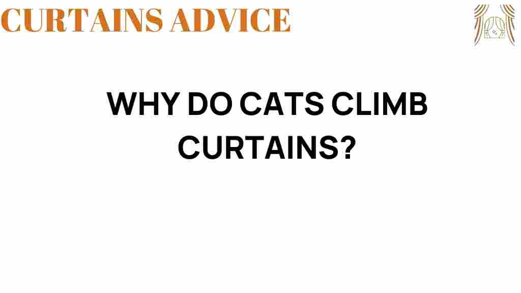why-do-cats-climb-curtains