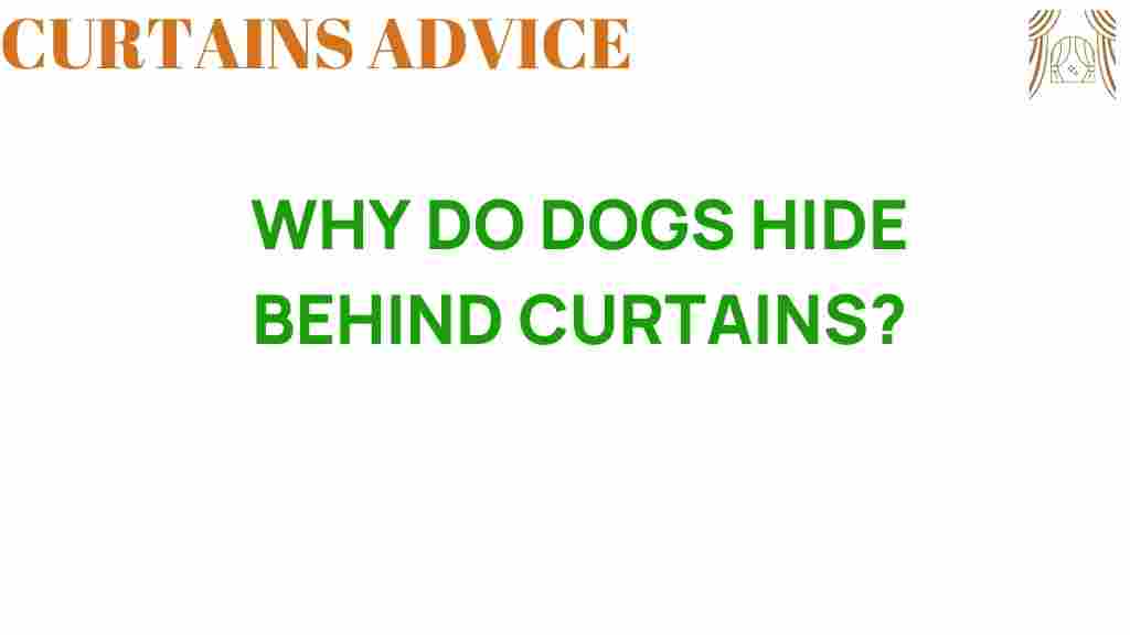 why-do-dogs-hide-behind-curtains