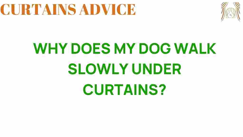 why-does-my-dog-walk-slowly-under-curtains