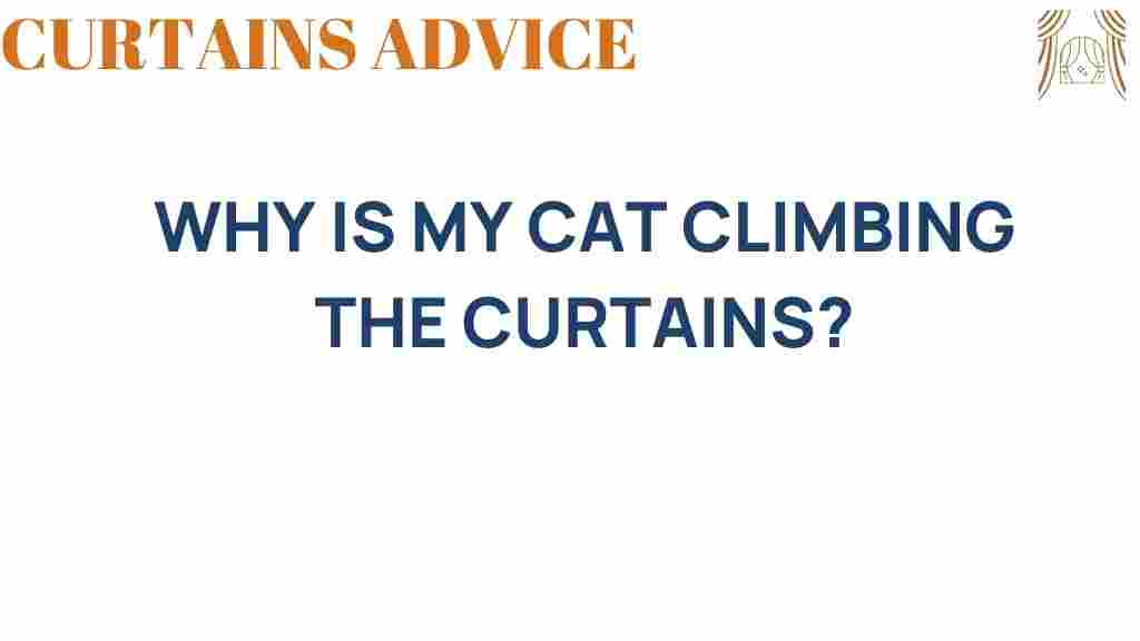why-is-my-cat-climbing-the-curtains