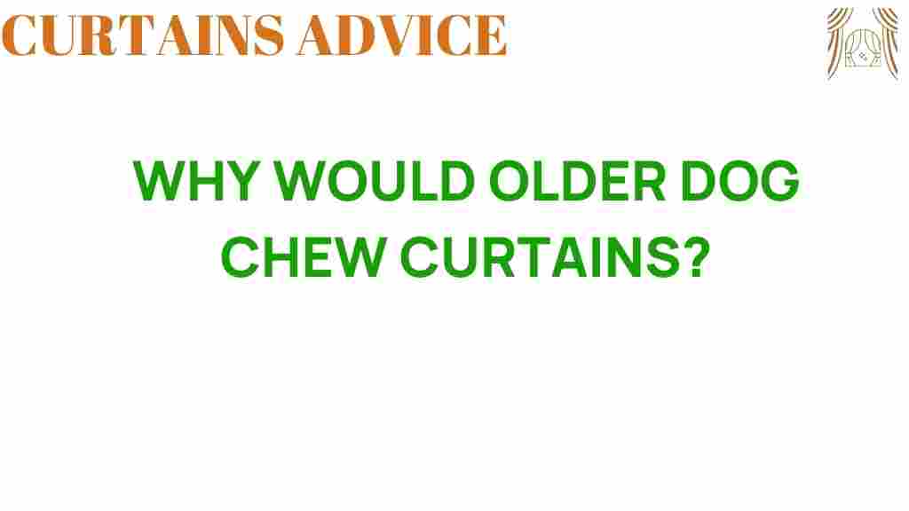 why-older-dogs-chew-curtains
